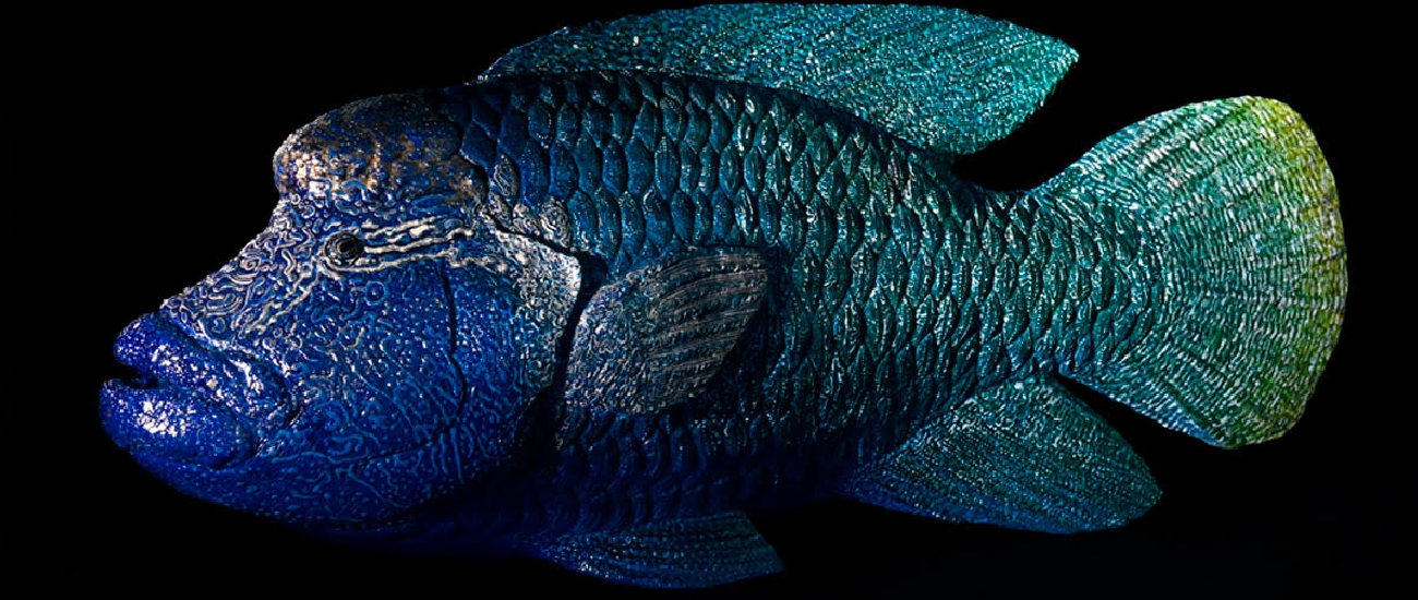 Napoleon Fish