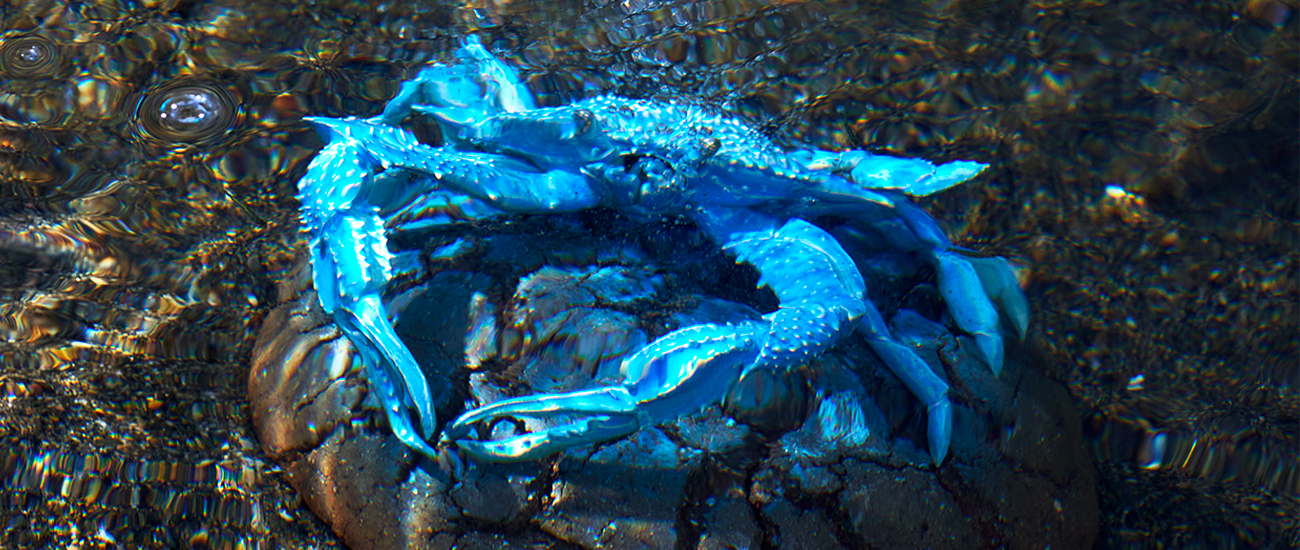 Crab Crack